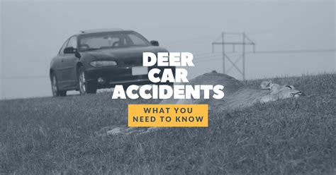 Michigan Deer Car Accidents: Are They Covered By Insurance?