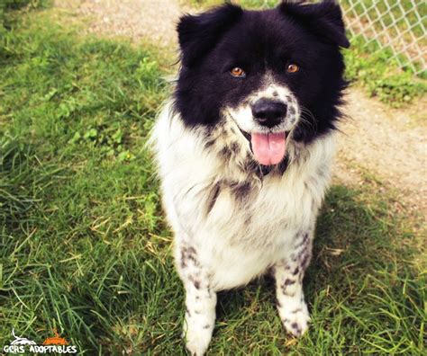 Cody is a 7 year old Chow Chow/ Heeler mix with tons of fluffy love to ...