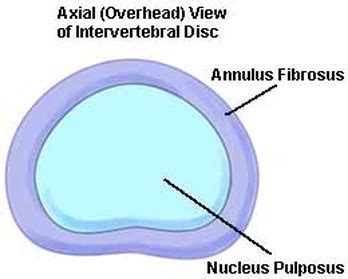 Annulus fibrosus disci intervertebralis - Anatomy, Appearance, Function and Pictures - Bodterms