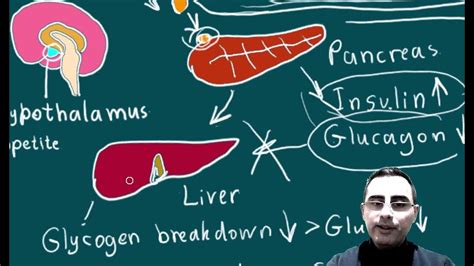 GLP-1 receptor agonists: semaglutide, tirzepatide, liraglutide ...