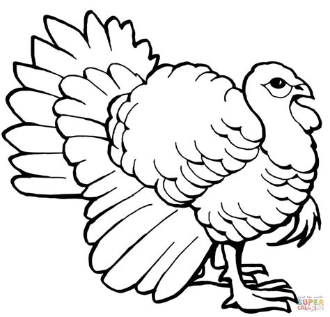 Turkey Drawing Outline at GetDrawings | Free download