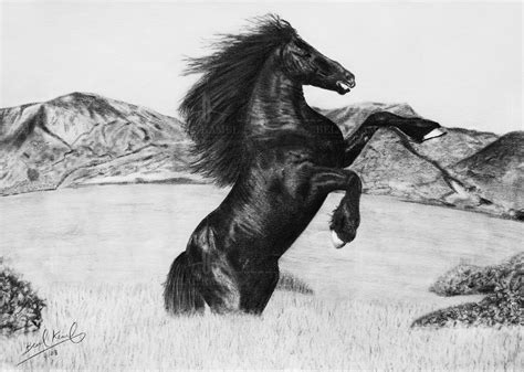 Horse pencil drawing by Belalkamel on DeviantArt