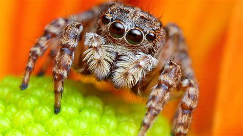 Jumping spiders in the UK: Can they bite and how do I get rid of them ...