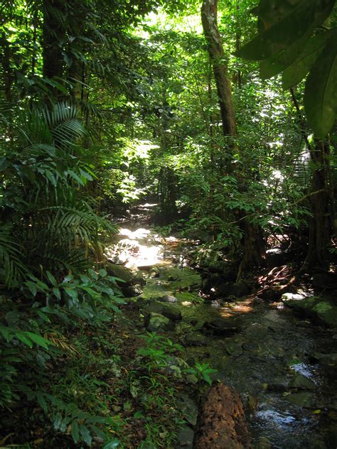 Daintree Rainforest - Wikipedia