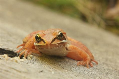 Orange Frog | A small orange frog we found in the yard. | By: Adam Franco | Flickr - Photo Sharing!