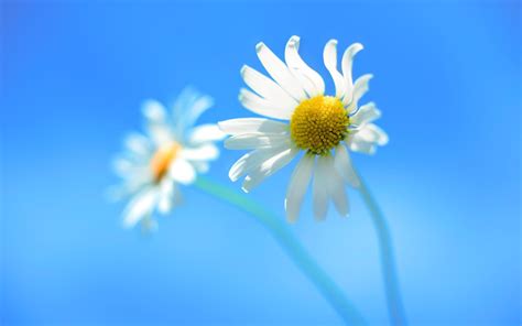 nature, Flowers, Closeup, White Flowers, Windows 8 Wallpapers HD ...