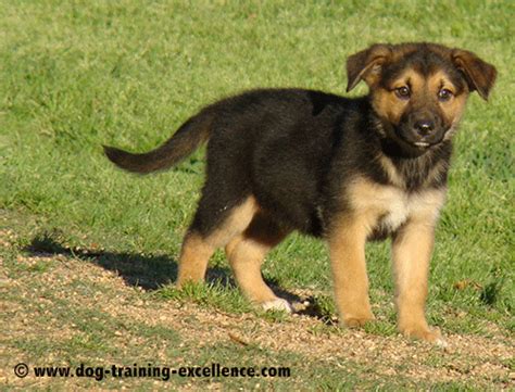 German Shepherd Puppy Training Guide