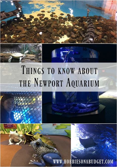 Things to know about the Newport Aquarium - Hobbies on a Budget