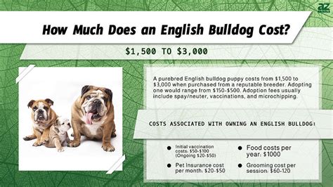 Training Your English Bulldog: Best Tips, Common Mistakes, and More ...