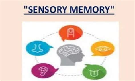 Types of sensory memory iconic echoic and haptic