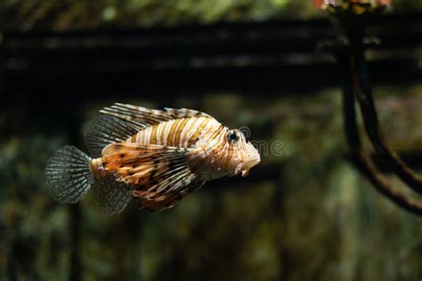 Lionfish in an Aquarium Tank Stock Image - Image of tourism, tourist ...