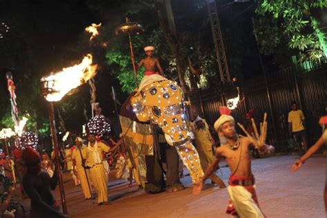 Starving old elephant spared from Sri Lankan parade after outcry - National | Globalnews.ca