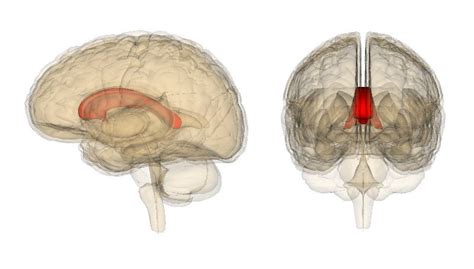 Brain corpus callosum: anatomy, functions and parts - Wellnessbeam