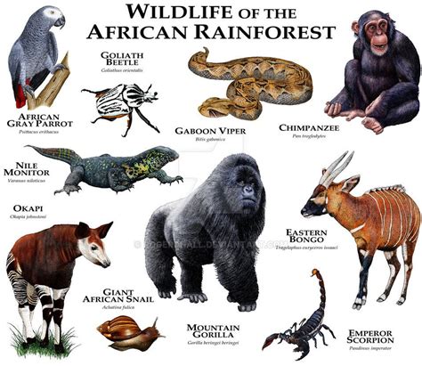 Tropical Rainforest Animals List