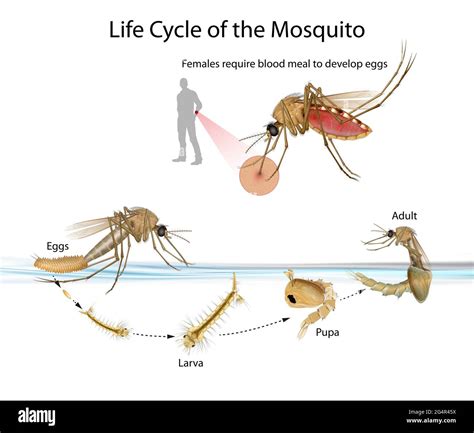 Dengue Mosquito Life Cycle