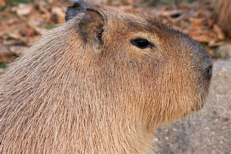 Capybara Wallpapers - Wallpaper Cave