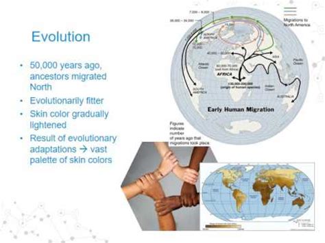 The Evolution Of Skin Colour In Humans - vrogue.co