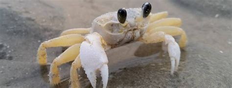 Ghost Crabs – Hilton Head Island