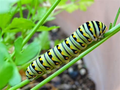 Rebecca's Texas Garden: Visit from the Eastern Black Swallowtail Caterpillars