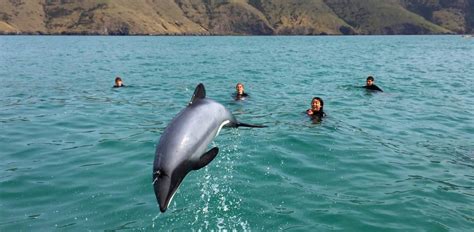 Akaroa Dolphin Swim Experience