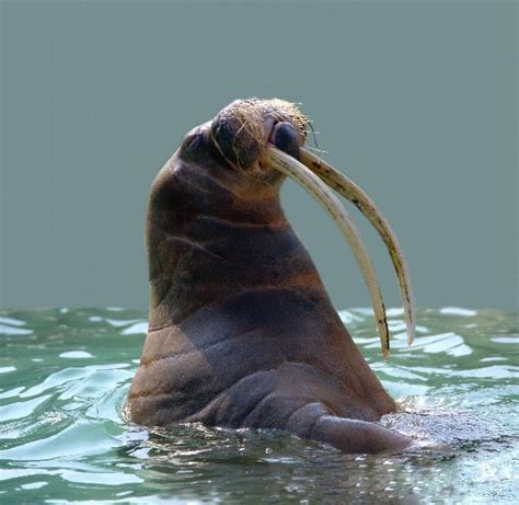 Walrus Anatomy - Animal Facts and Information