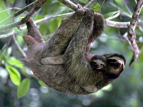 Bradypus tridactylus (Pale-throated three-toed sloth)