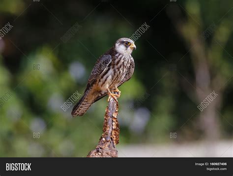 Female Amur Falcon ( Image & Photo (Free Trial) | Bigstock