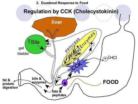 Pictures Of CholecystokininHealthiack