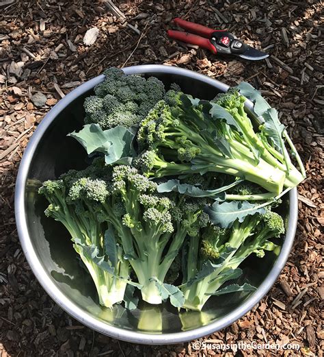 broccoli harvesting