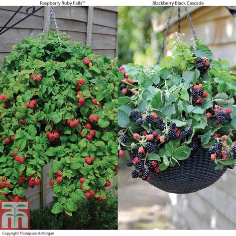 Hanging Basket Berry Collection - Raspberry Plants - Thompson & Morgan ...