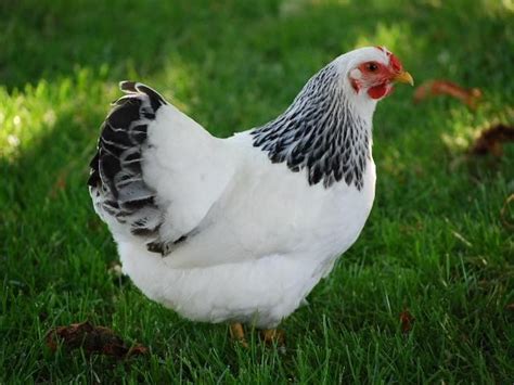 15 Attractive Black and White Chicken Breeds - Animal Hype