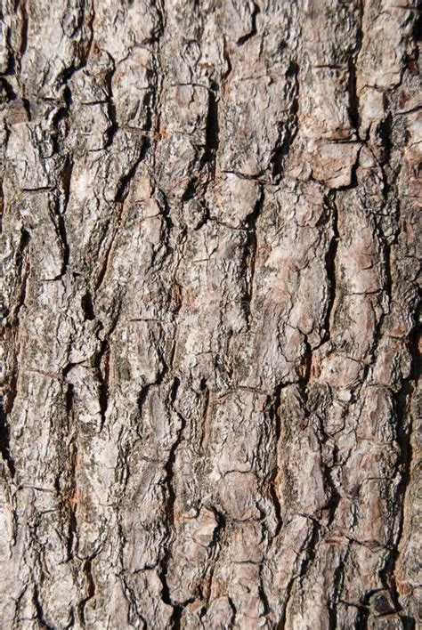 Walnut tree bark stock image. Image of horizontal, plant - 52140813