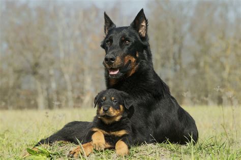 Beauceron fajtaleírás: a vörösharisnyás, magabiztos védelmező