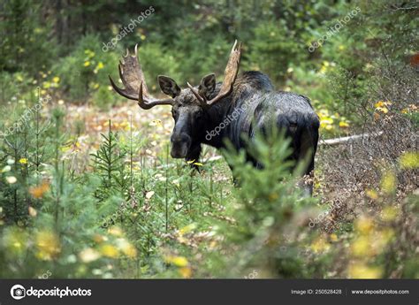 View Moose Habitat Daytime — Stock Photo © mcummings1400.gmail.com #250528428