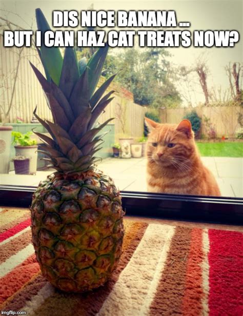 pineapple cat - Imgflip