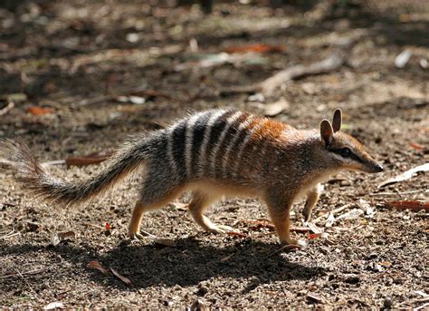 Numbat – Wikipedia