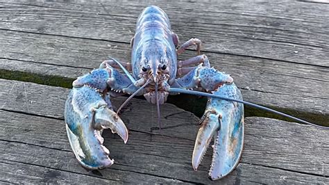 1 in 100 million "Cotton Candy Lobster" Pulled from Ocean Depths