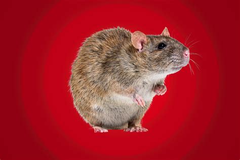 New York's Giant Rat Problem - Newsweek