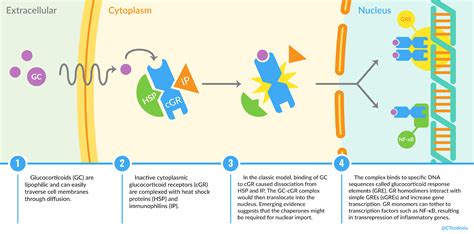 Systemic glucocorticoids: an overview of side effects - Renal Fellow Network