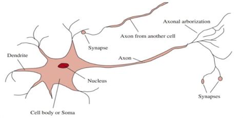 A schematic diagram of neuron. | Download Scientific Diagram