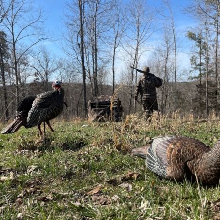 Late Season Turkey Hunting | Tips for Stubborn Toms – Muddy Outdoors