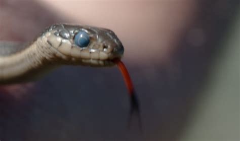 Shedding Skin: A Blue Eyed Snake – Redheaded Blackbelt