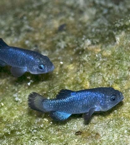 FishSens Magazine | Genetic History Of Devils Hole Pupfish - FishSens Magazine