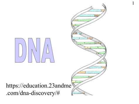 DNA-Structure