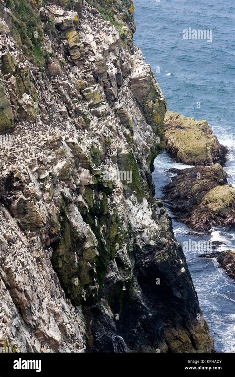 Guillemot nesting colony on cliffs at Skomer Island, Wales Stock Photo ...