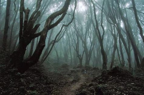 VAMPIRE PLACE : Deep Dark Forest