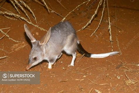 Bilby Aka Rabbit-Eared Bandicoot (Macrotis Lagotis) Central Australia ...