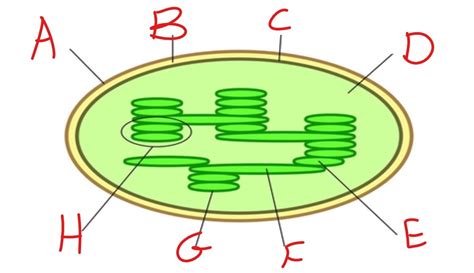 Chloroplast diagram Diagram | Quizlet