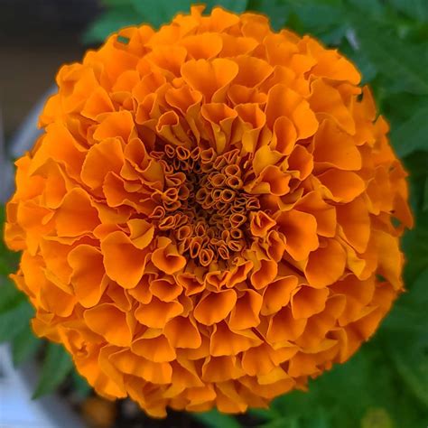 African marigold Orange Seeds - Mountain Top Seed Bank