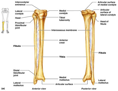 Tibia (shin bone, medial bone) and Fibula (lateral bone) Diagram | Quizlet